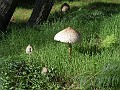 DSCN1453