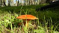 DSCN5890