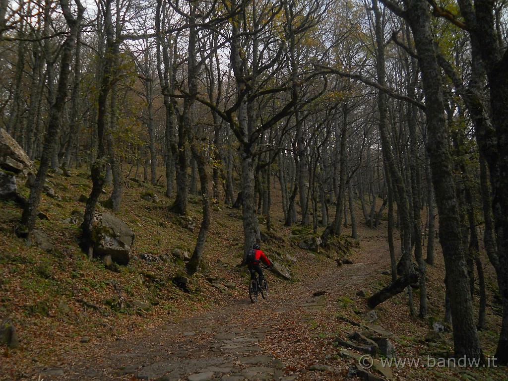 DSCN2303.JPG - Immerso nel bosco