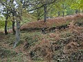 DSCN2239