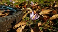 DSCN7924