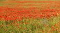 DSCN0779