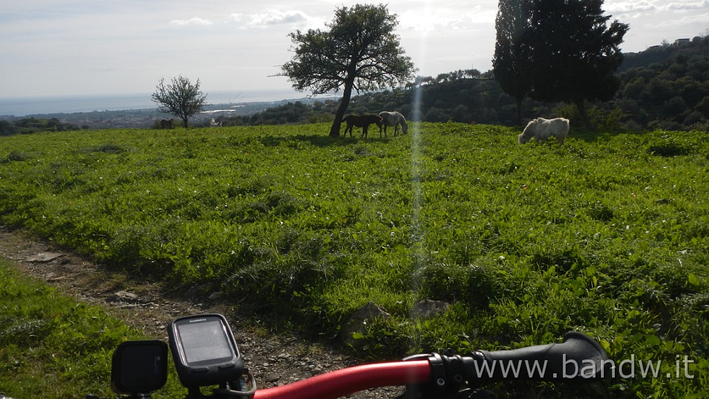 DSCN7954.JPG -                                