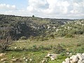 DSCN8685