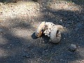 DSCN4153