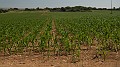 DSCN8421