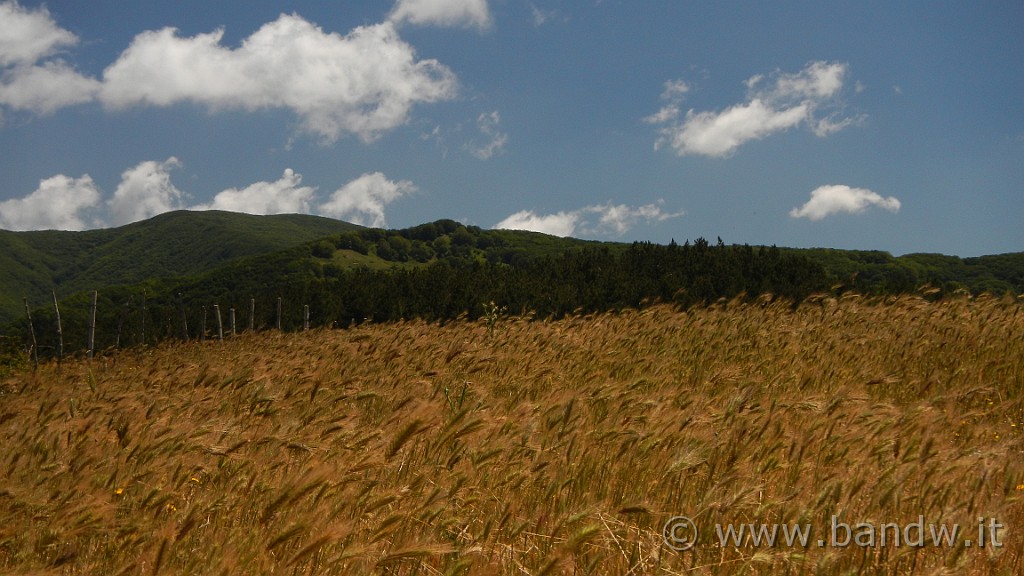 DSCN9822.JPG -                                