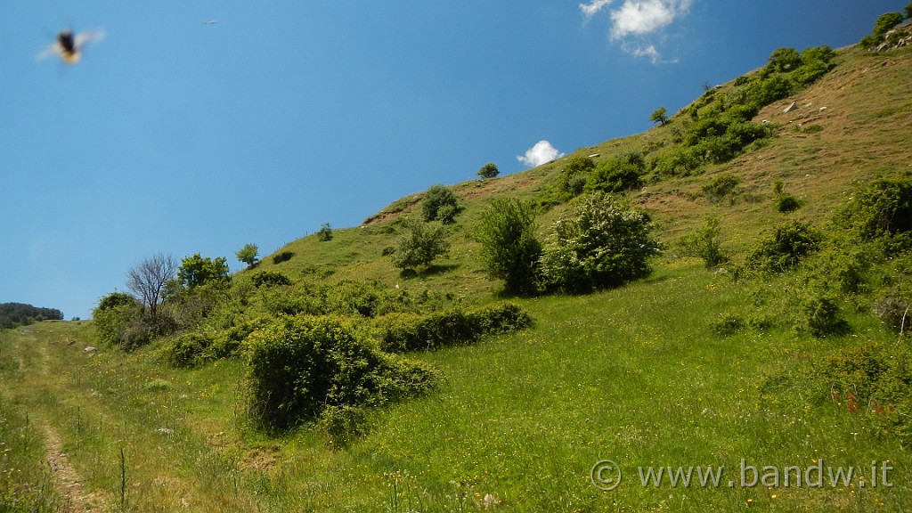 DSCN9826.JPG -                                
