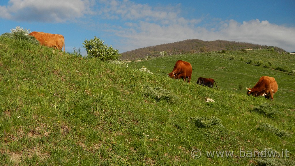 DSCN8859.JPG - Pascoli Nebroidei