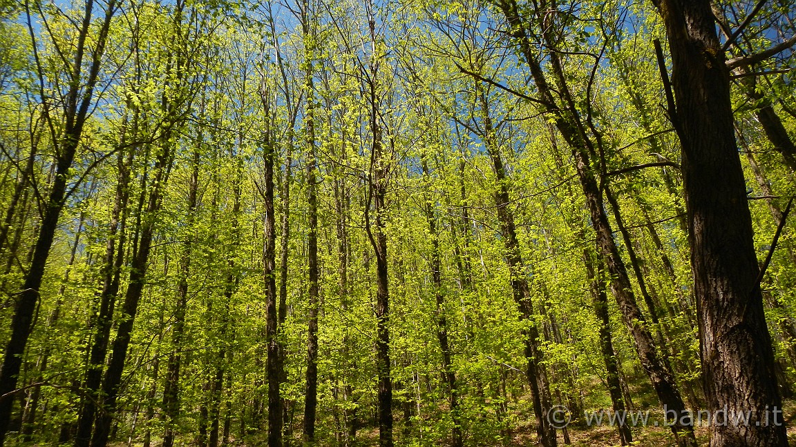 DSCN2842.JPG -                                