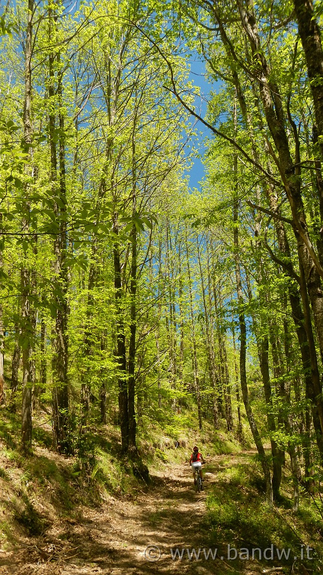 DSCN2849.jpg -                                