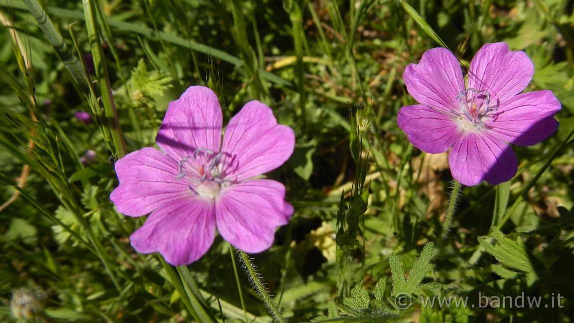 DSCN2923.JPG -                                