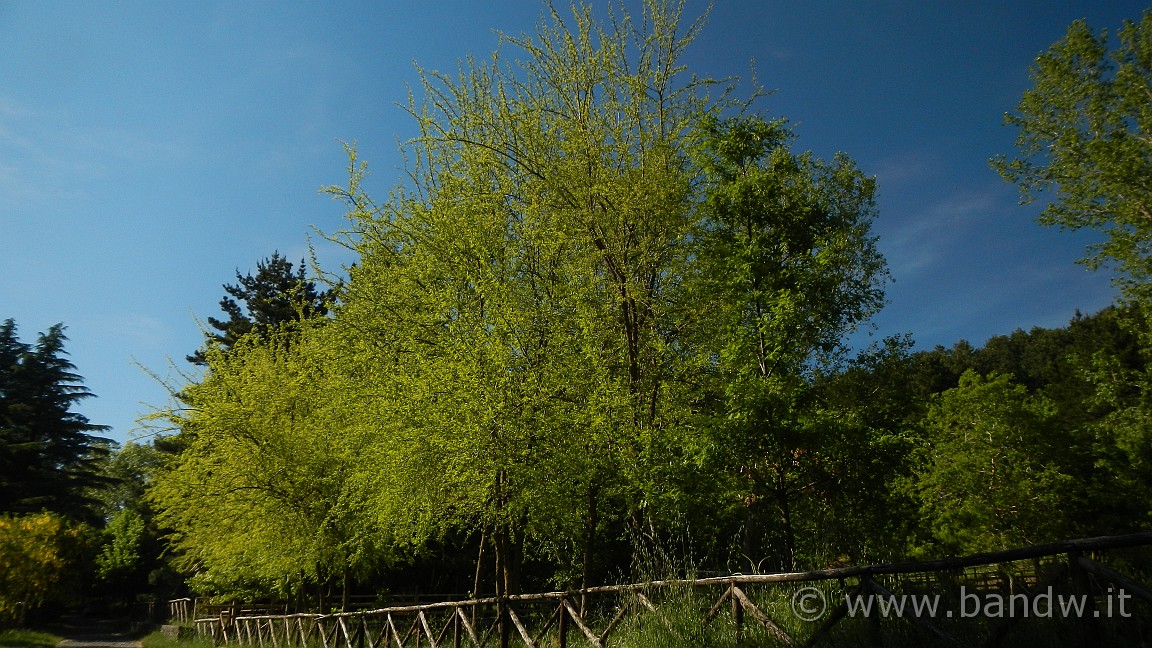 DSCN2975.JPG -                                