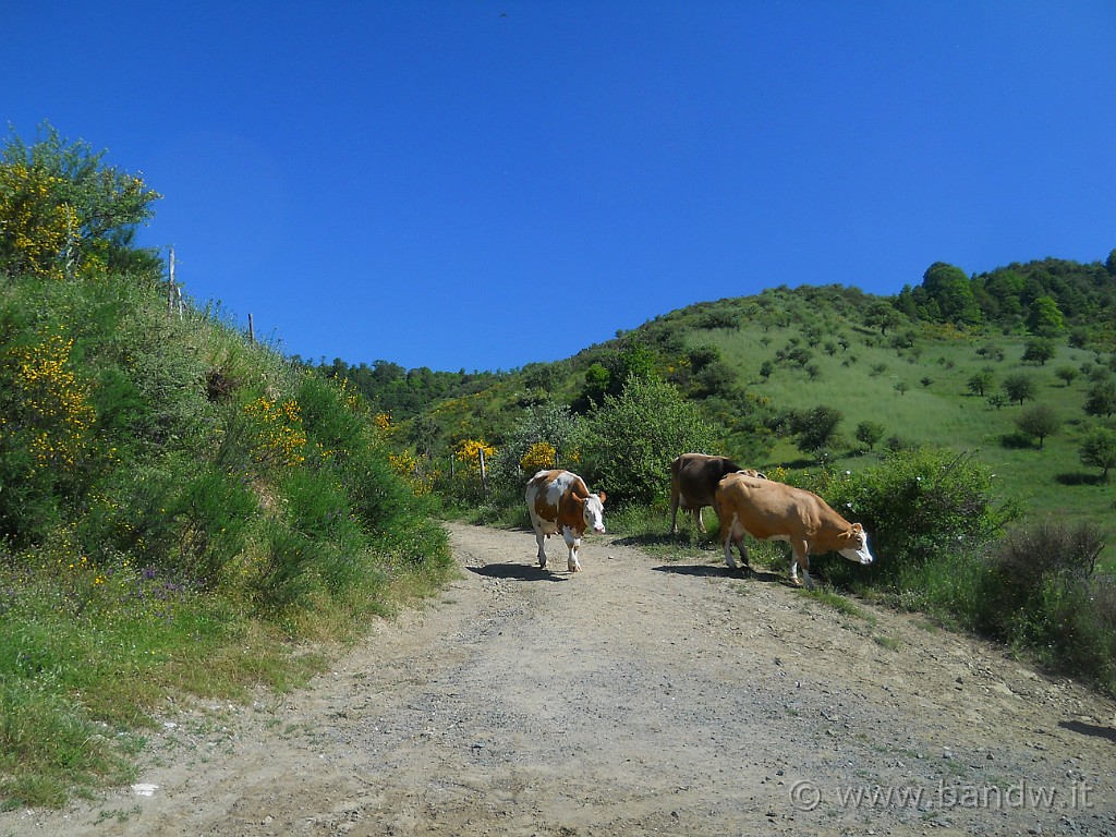 DSCN5104.JPG - Appena dopo la partenza, ci immergiamo subito a contatto con la natura