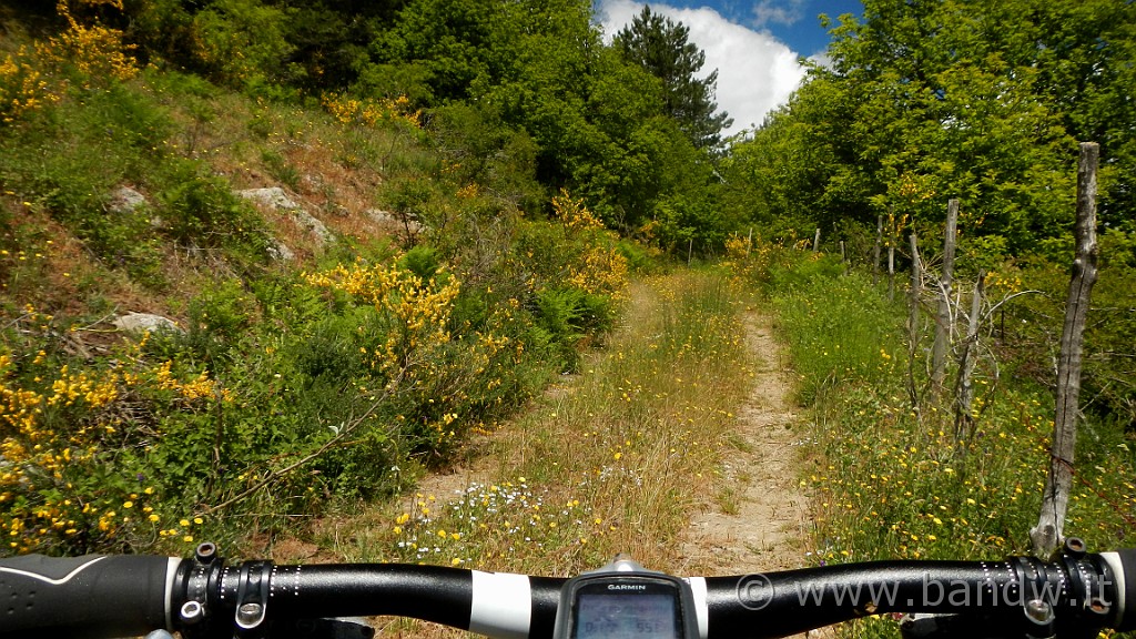 DSCN9667.JPG -                                