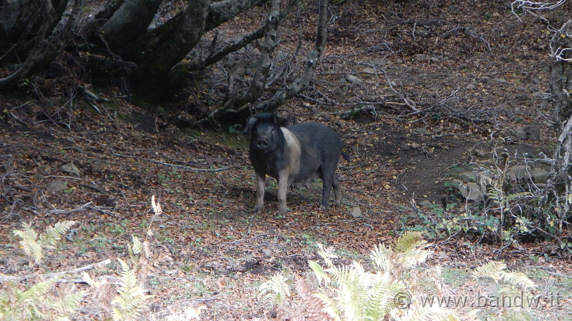 DSCN5262.JPG -                                