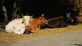 DSCN5282