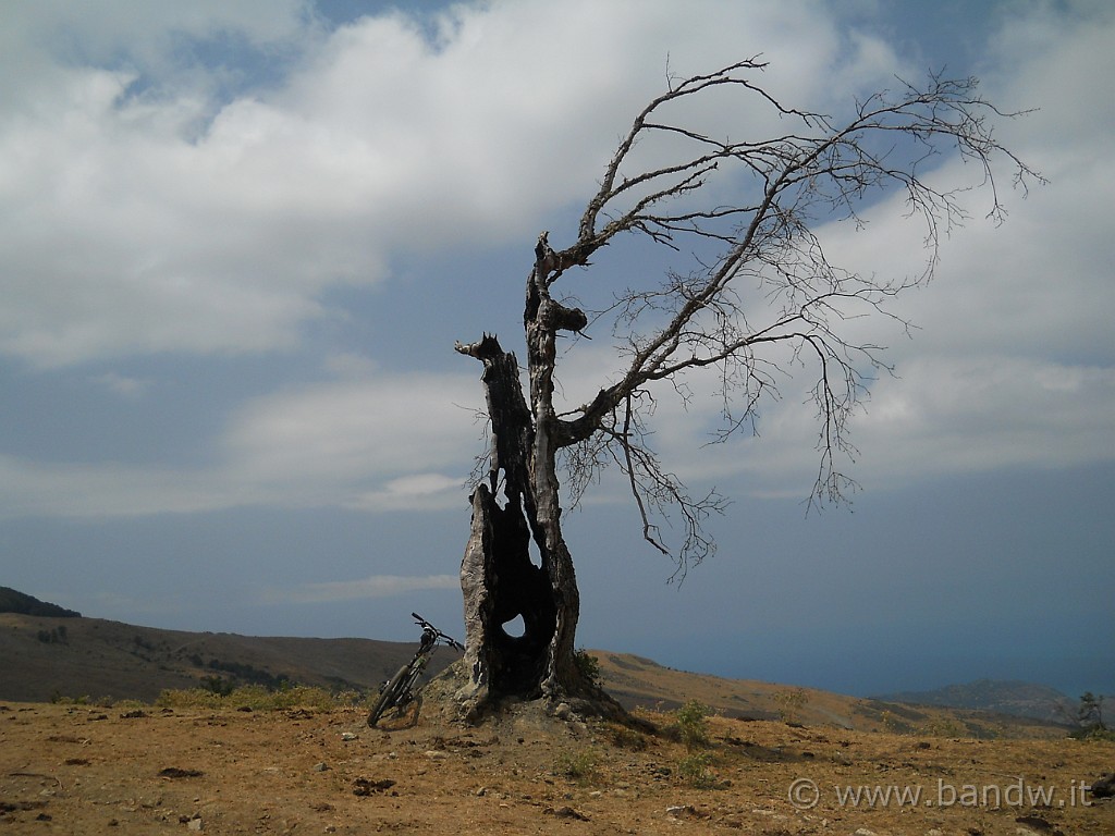 DSCN5733.JPG - .................
