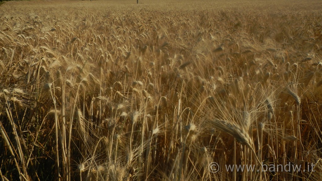 DSCN8943.JPG -                                