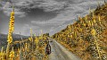 DSCN8925-01