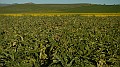 DSCN7148