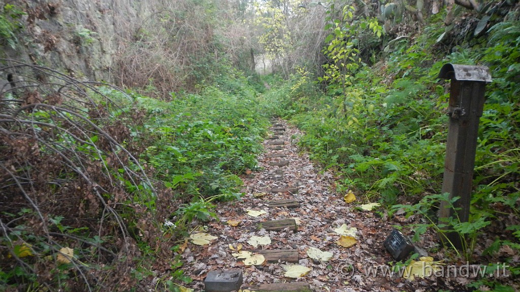 DSCN9700.JPG -                                