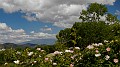 DSCN9786
