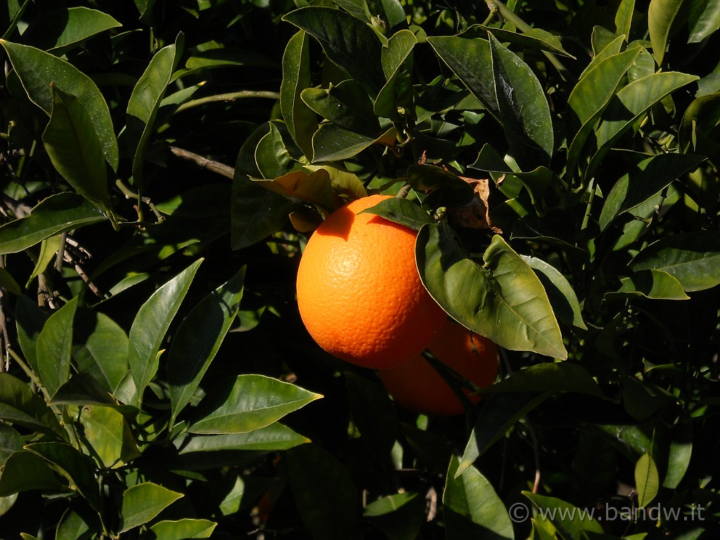 DSCN3353.JPG - .............. che solo sbucciandole abbiamo appurato che erano davvero molto succose e buoneeeeeeeeeee :-))))