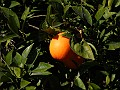 DSCN3353