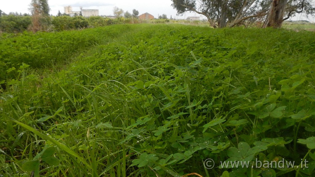 DSCN6139.JPG -                                