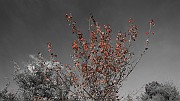 DSCN5740