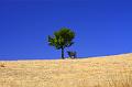 Adrano_e_Troina_027