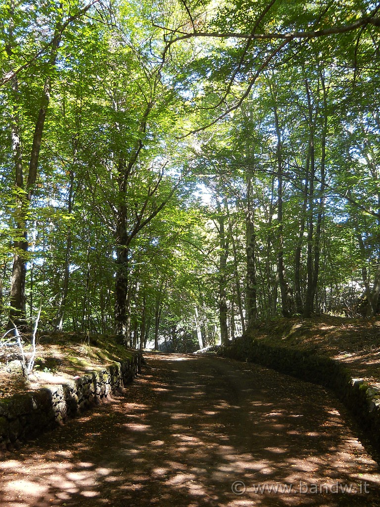 DSCN1410.JPG - Nel sottobosco