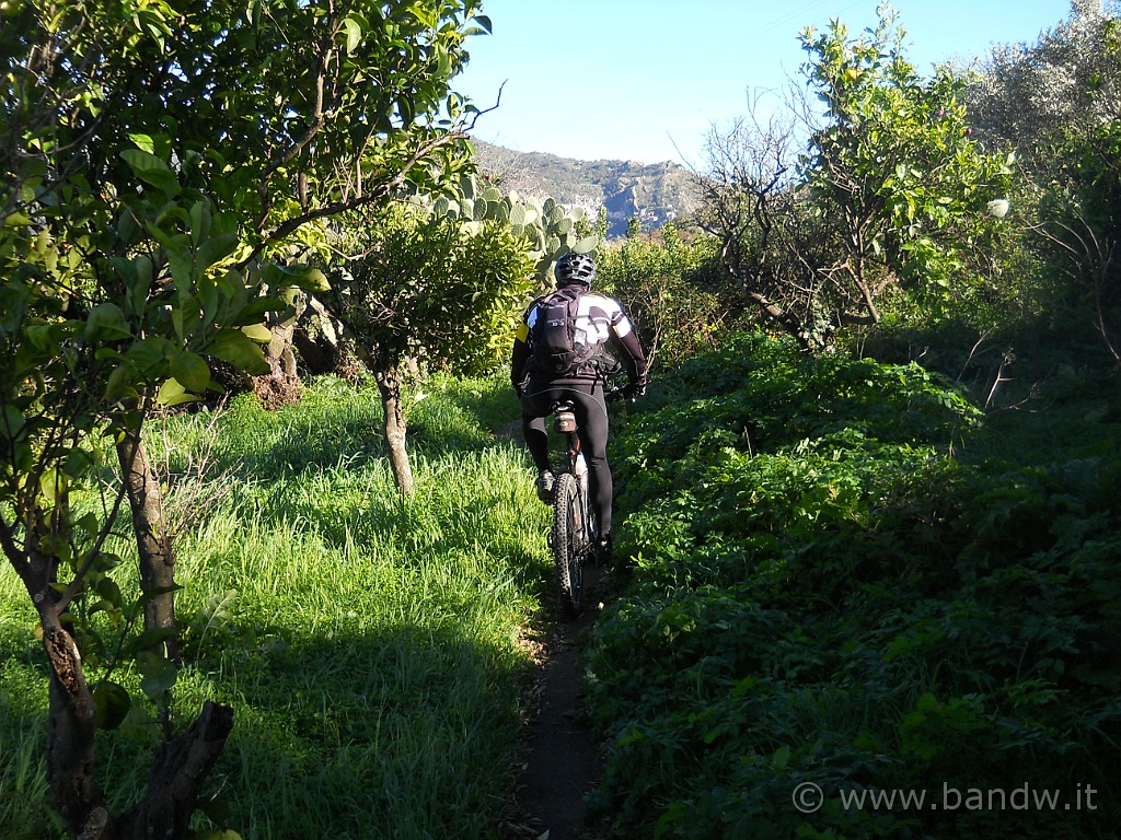 DSCN2861.JPG - Ci gustiamo un piccolo S.T. immersi tra aranci e limoni