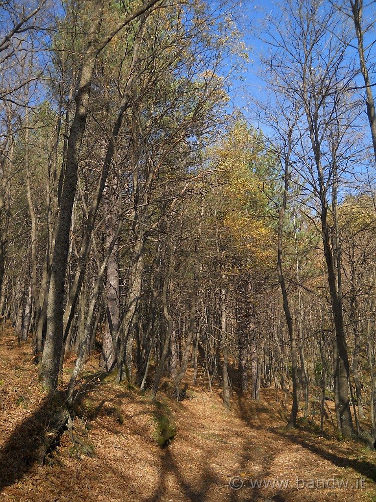DSCN2632.JPG - L'autunno dentro il bosco della Cerrita