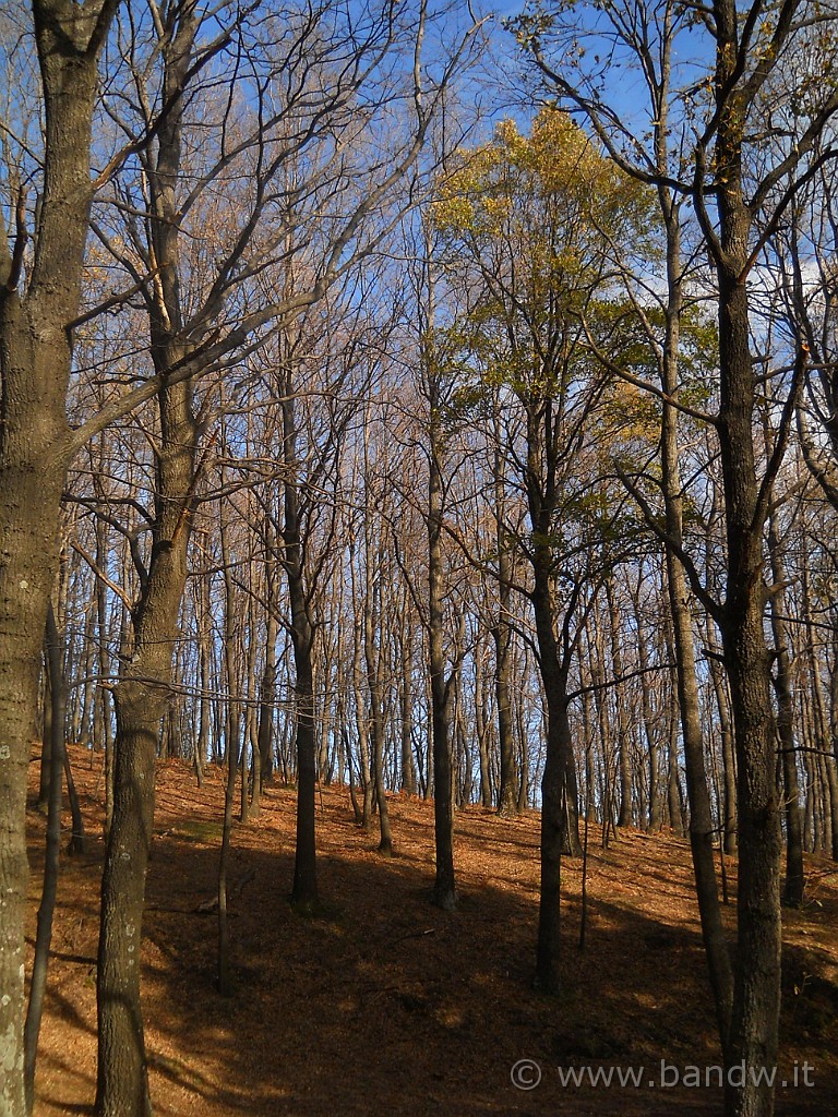 DSCN2643.JPG - Sempre dentro il Bosco della Cerrita