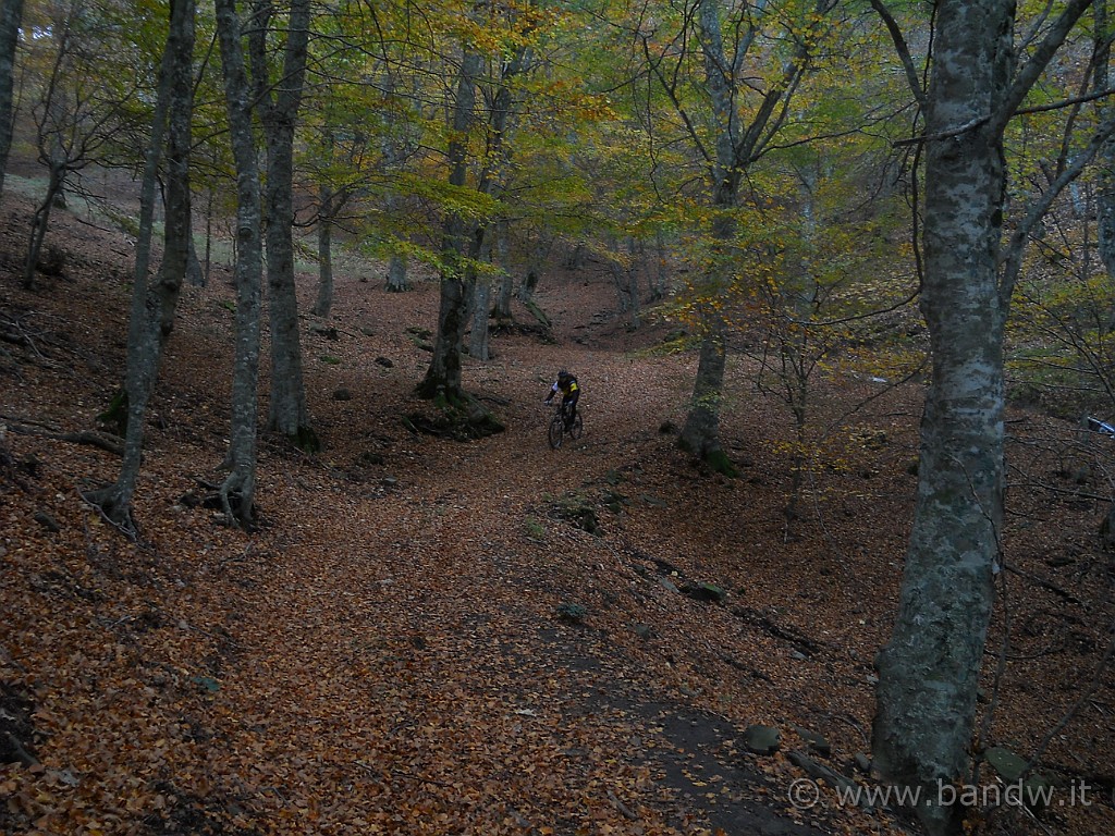 DSCN2230.JPG - Totalmente immersi nel Bosco di Malabotta