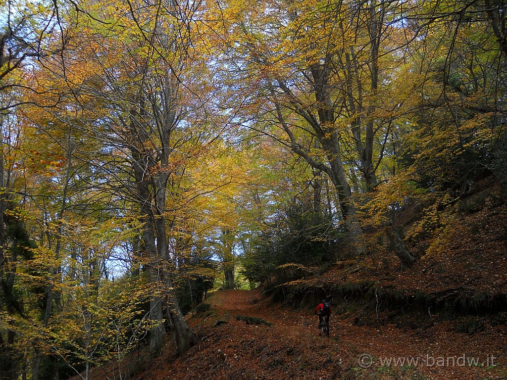 DSCN2282.JPG - Assolutamente senza parole, il Bosco di Malabotta ha colori e paesaggi davvero unici