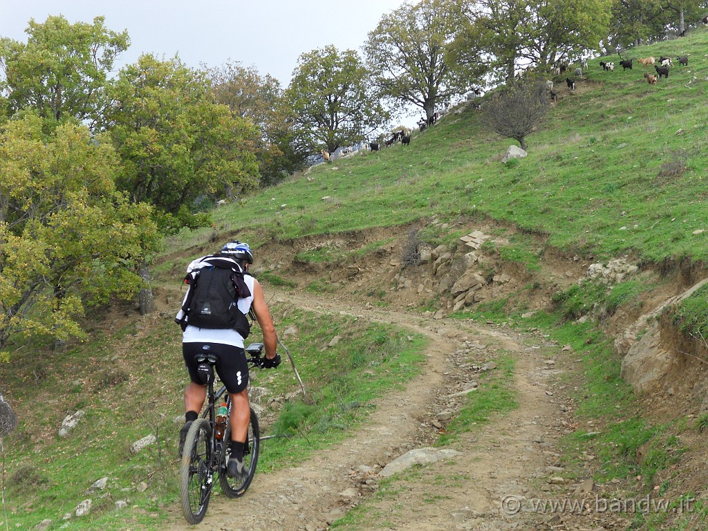 SDC10176.JPG - Manca solo Heidi, ma qui i monti non sorridono e le caprette non fanno ciao :-))