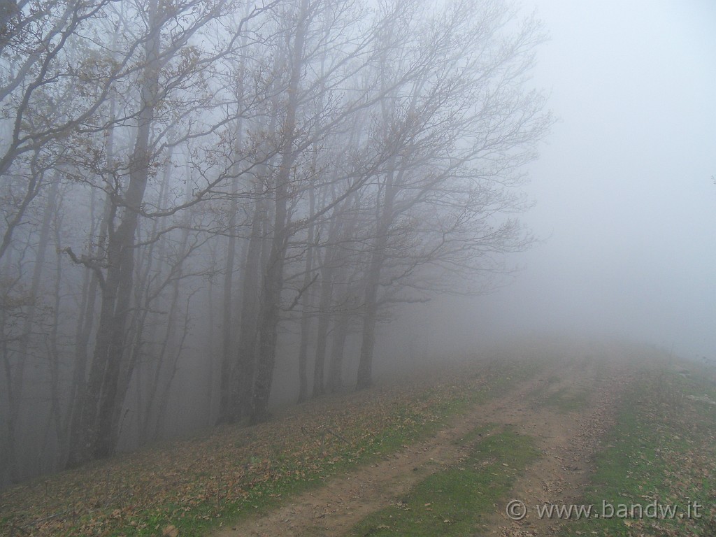 SDC10180.JPG - 1287 mt  s.l.m. Dopo 7 km di salite su sterrato e 663 di dislivello, arriviamo quasi in cima al punto più alto che raggiungeremo oggi, qui il meteo cambia e quindi decidiamo di ...........