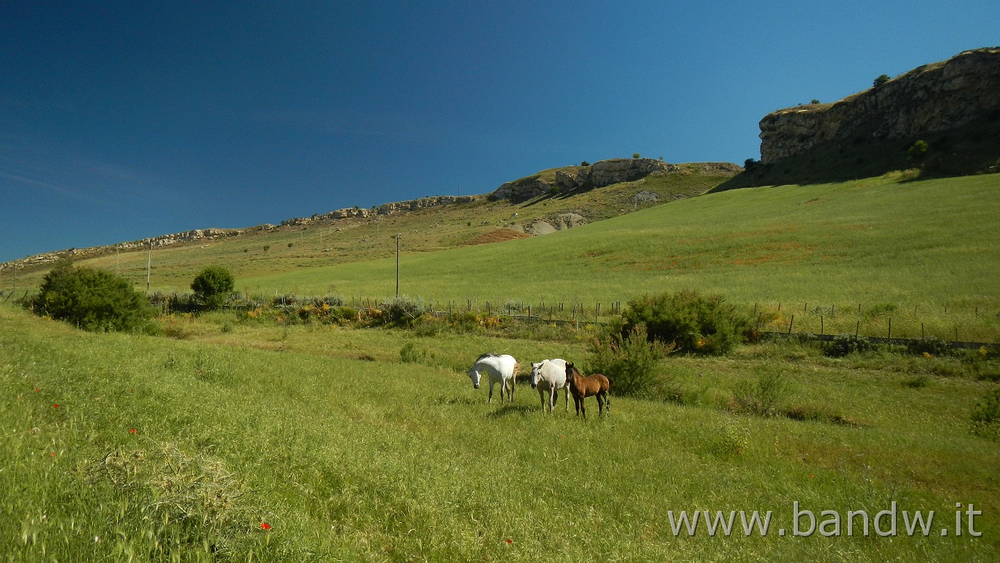 DSCN9266.JPG - Calascibetta e dintorni (Lago Villarosa, Villadoro, Cacchiamo, Monte altesina, Necropoli Realmese)