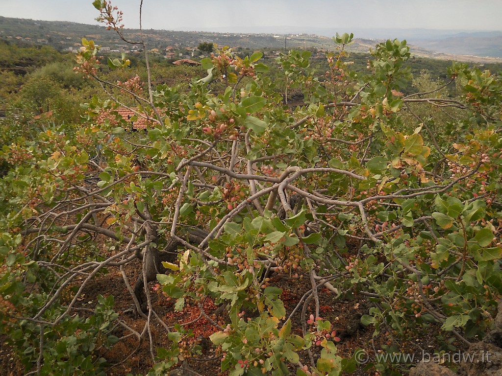 DSCN6520.JPG - Gli alberi sono davvero stracarichi, una vera delizia!!!!!