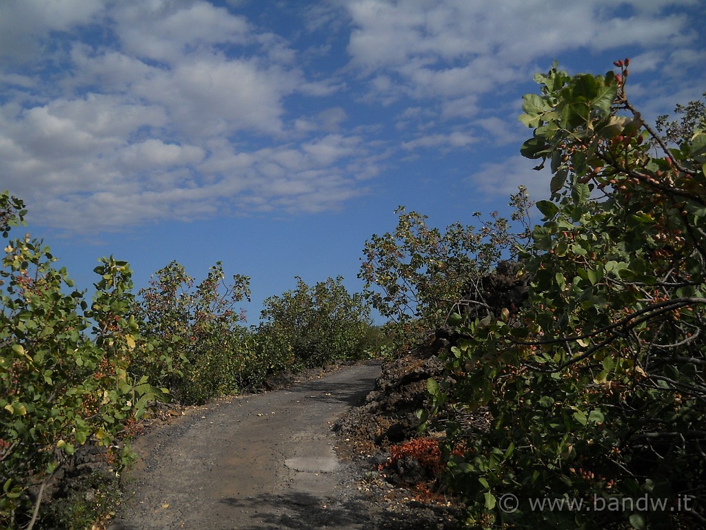 DSCN6523.JPG - e ci divincolamo tra tantissimi alberi di pistacchio!!!!