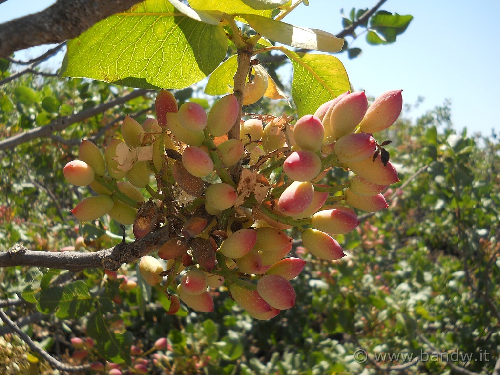 DSCN6587.JPG - Lungo la discesa ci fermiamo davanti qualche pianta di pistacchio