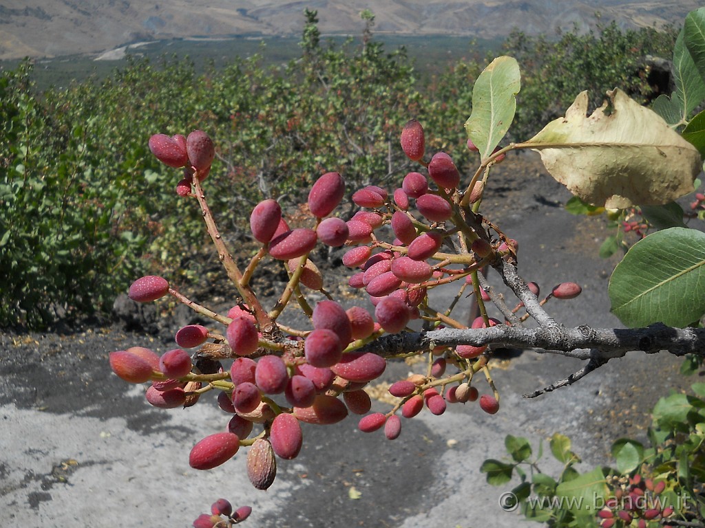 DSCN6590.JPG - Ancora bellissimo Pistacchio di Bronte