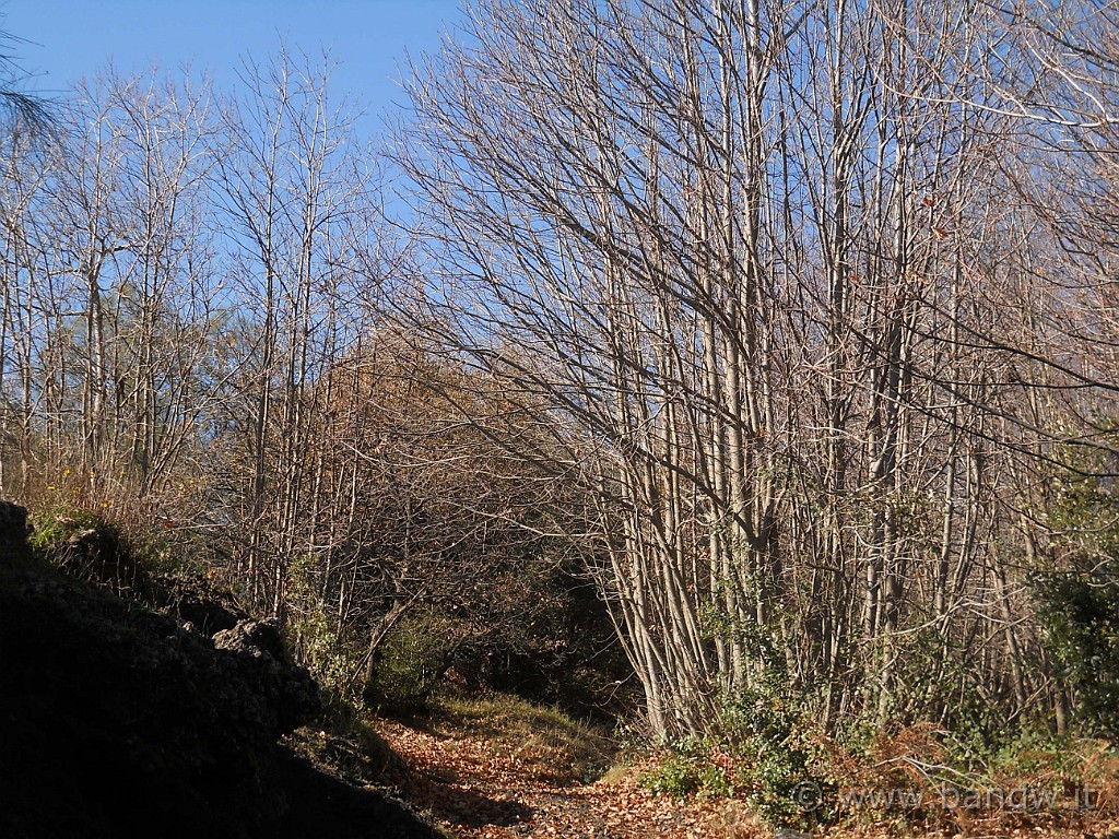 DSCN8787.JPG - Il bosco di contrada Piricoco