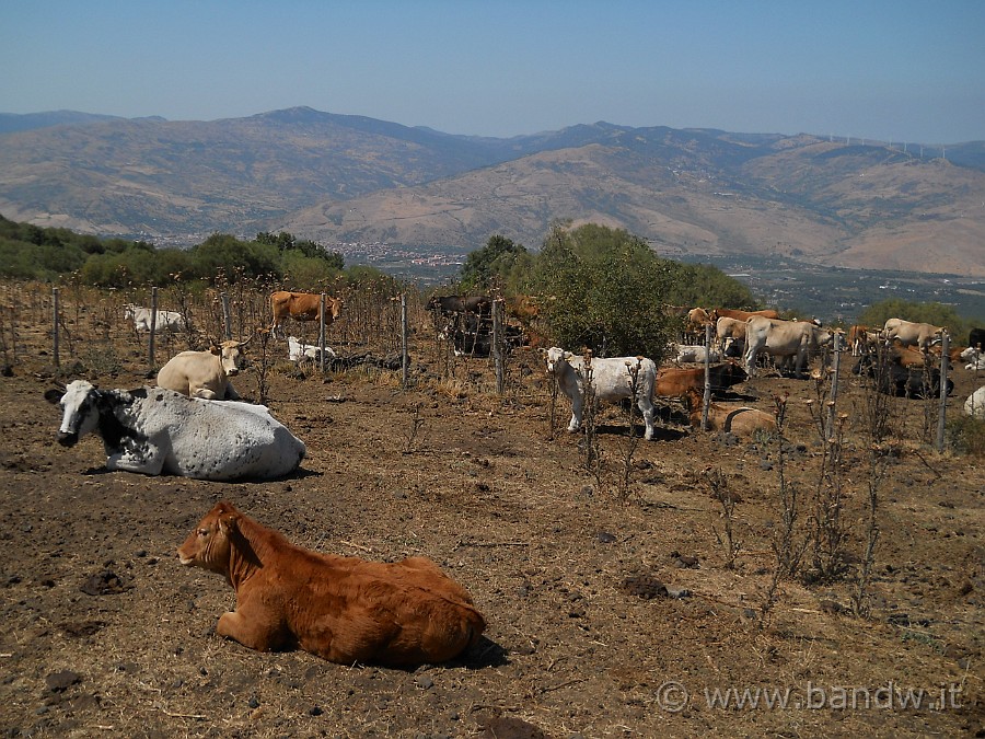 DSCN6315.JPG - Qui il pascolo abbonda vista la scorta idrica della Cisternazza che hanno a disposizione