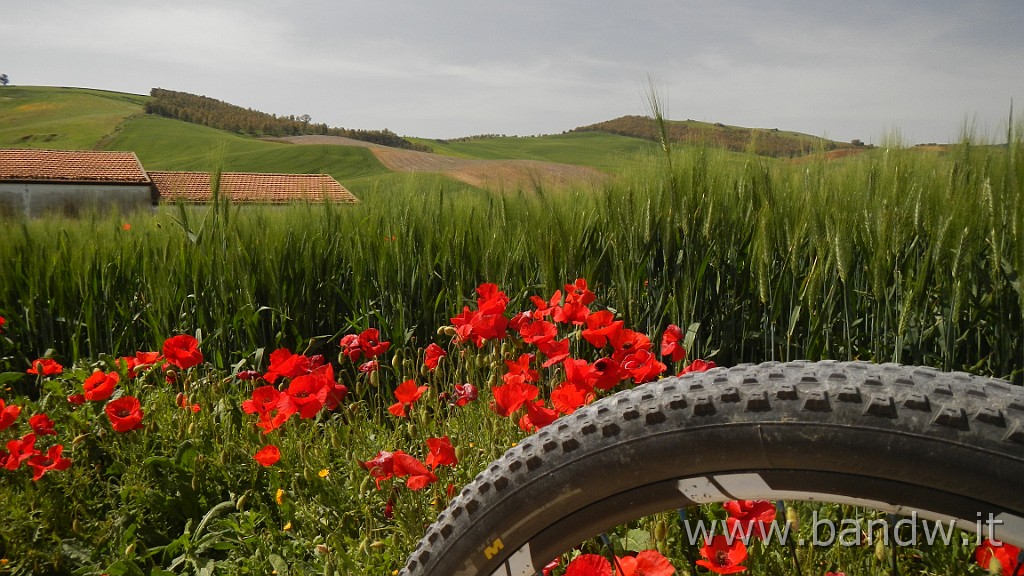 DSCN9211.JPG - In MTB tra le "montagne Verdi"