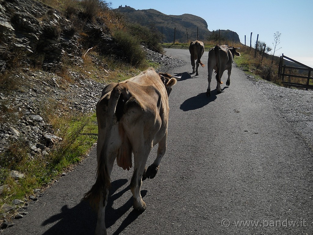 DSCN7529.JPG - Oggi incontro di tutto lungo il trragitto.e non finisce qui