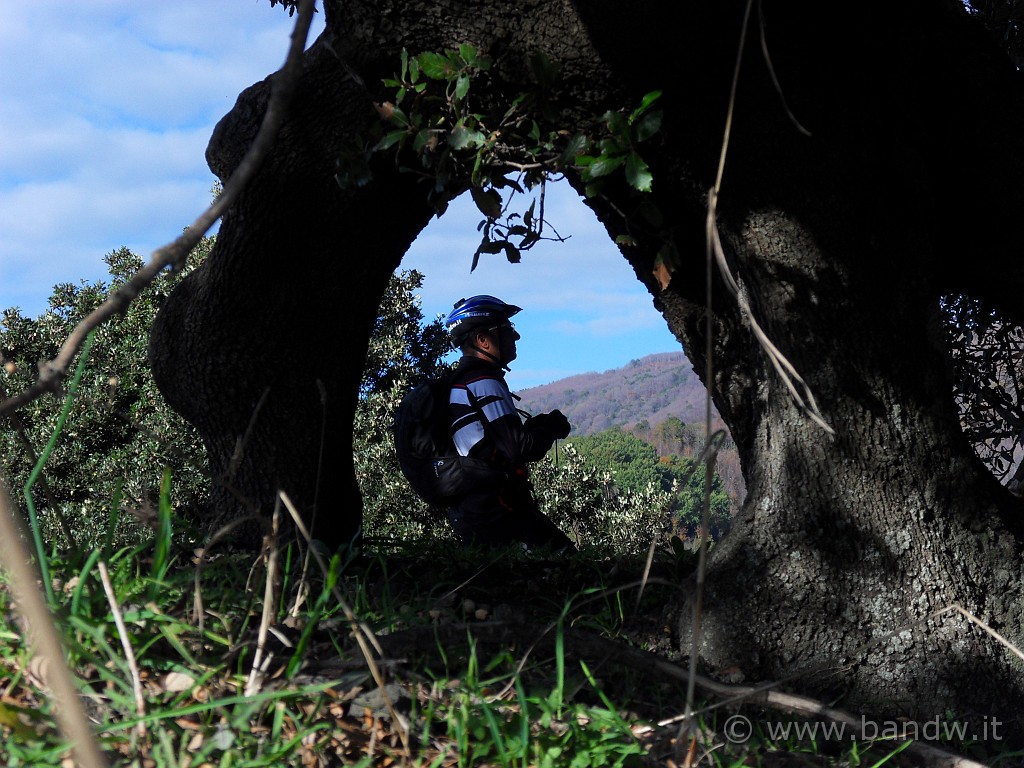 SDC10120.JPG - Attraverso le radici di un albero